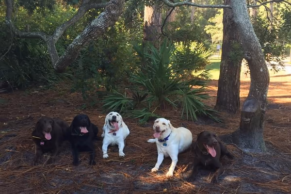 Tarpon Springs Dog Park photo 1